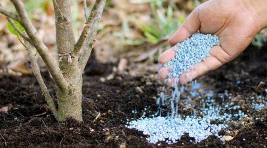 Stropiri pomi primavara Stropiri pomi primavara 1