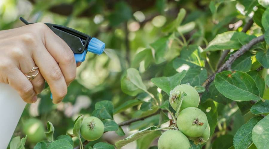 Stropiri pomi primavara Stropiri pomi primavara 2