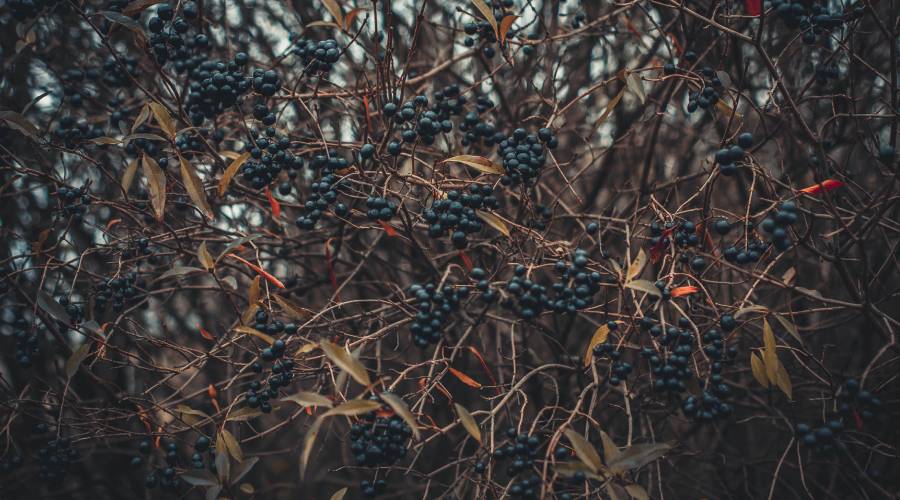 Taierea murului primavara Taierea murului primavara