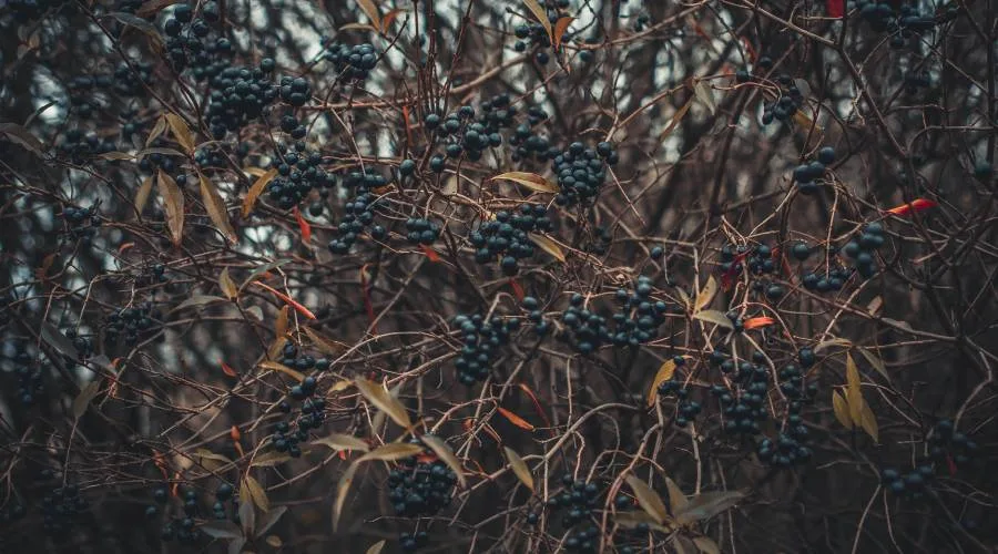 Taierea murului primavara