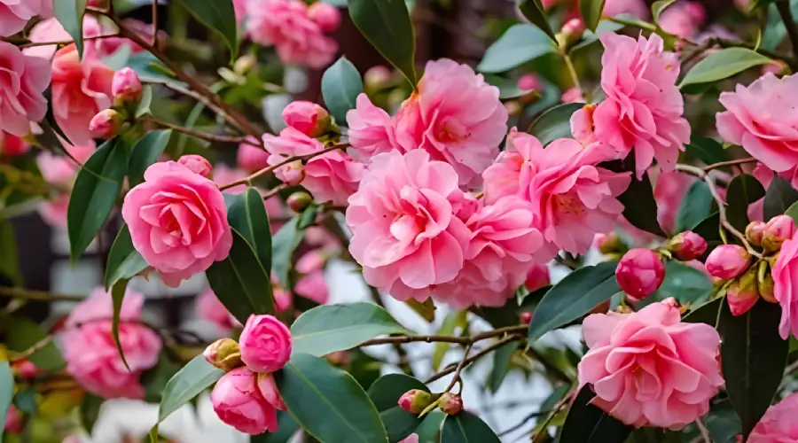 Cand infloreste Camelia - Magia Florii de Primavara Cand infloreste Camelia