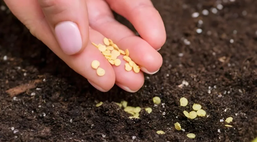 Cand se pune rasadul de ardei Cand se pune rasadul de ardei