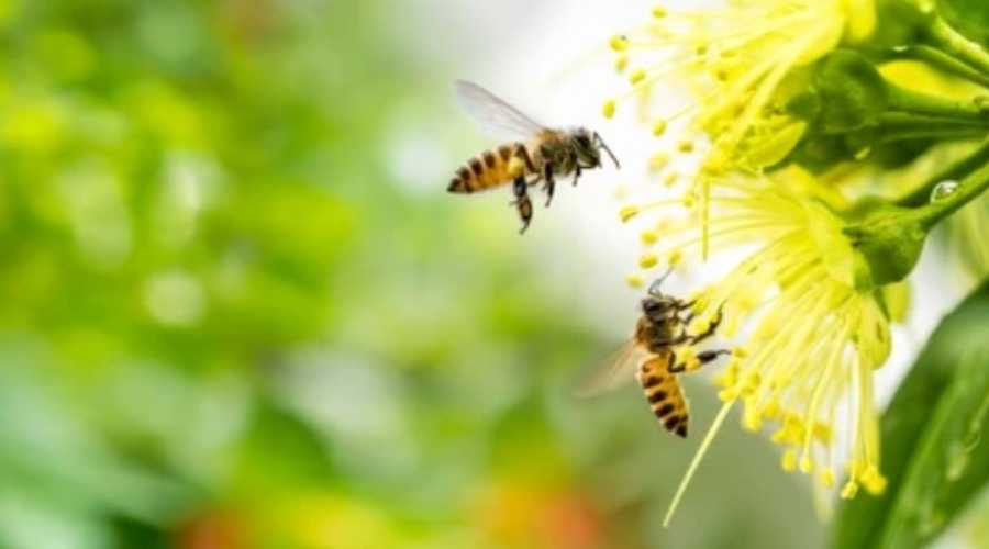 Cat traieste o albina